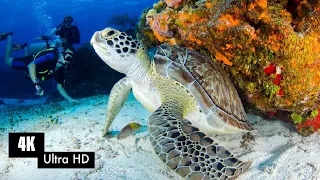 Stunning 4K Underwater Footage With Music | Nature Relaxation | Ocean Life | Rare Sea Life