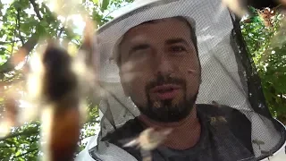 Bal Arılarının saldırısı 🐝😱