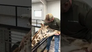 Chiropractor Adjusts Giraffe!