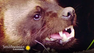 INTENSE: A Wolverine Mom Takes on a Pack of Wolves 🐺  | Smithsonian Channel