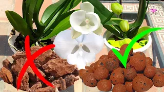⚡️BLITZ⚡️ Tutorial Transitioning Phalaenopsis Orchid from ORGANIC to INORGANIC media #ninjaorchids