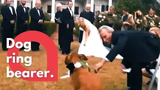 A dog was a ring bearer at a wedding - but couldn't resist cuddles on her way down the aisle! | SWNS