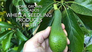 WHEN A SEEDLING AVOCADO TREE PRODUCES FRUIT!