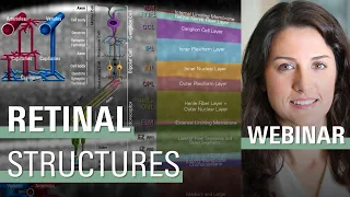 Basic Science: A Closer Look on Retinal Structures