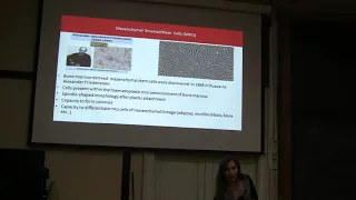 Bioseminars.ru: Мезенхимные стволовые клетки для лечения повреждённых лёгких. Что они умеют делать?