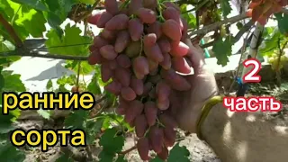 Обзор ранних и ранне средних сортов винограда.