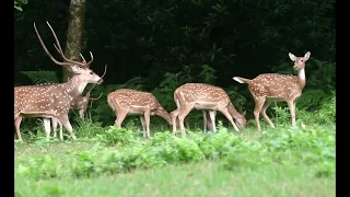 Spotted Deer Mating At Chitwan National Park | Deer mating | Animal mating 2022