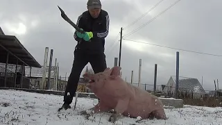 ❌Забой свиньи 🐷❌Сбор спермадозы ‼️