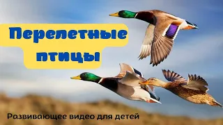 ПЕРЕЛЕТНЫЕ ПТИЦЫ. 🐦Детям про птиц. Учим птиц для детей. Какие перелётные птицы прилетают весной?