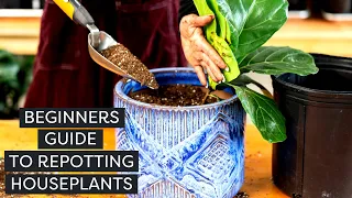 Repotting Houseplants: A Beginner's Guide | Repotting a Cactus, Hanging Plant + Fiddle-Leaf Fig