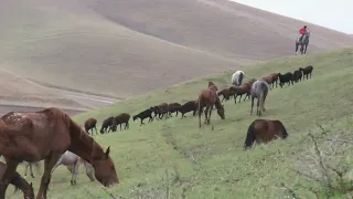 Yegua revolucionando a potros jóvenes futuros sementales.caballos y yeguas Andalusian horses