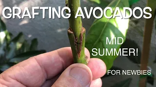 GRAFTING AVOCADO TREES | NEWBIES  STEP BY STEP VIDEO GUIDE | MID SUMMER GRAFTING DEMO | CLOSE UP