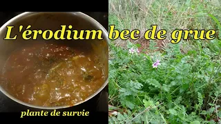 L'ERODIUM bec de grue, plante survie