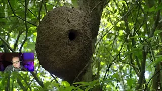 Japans Garten Eden: Die Insel Iriomote | ARTE | MD7 React