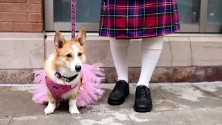 Corgis take the limelight in Queen's Jubilee parade