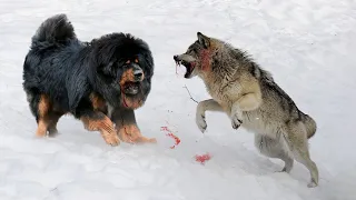 10 Dogs That Can Defeat Wolves