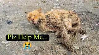 Helpless cat was living his last moments on the roadside but no one came to help him / catty Care