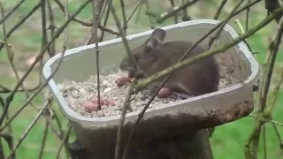 Mouse stealing nuts from bird feeder