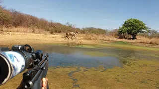 🦌 Caçada de veado na bebida e na comida 🥩