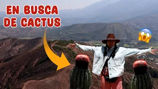 7 HORAS DE CAMINATA POR UN DESIERTO en busca de CACTUS Y SUCULENTAS │Candy Bu