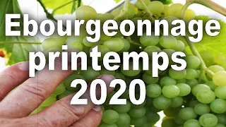 Vigne, Comment ébourgeonner la vigne printemps 2020