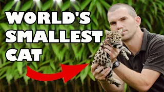 😺Rusty Spotted Cat. The smallest cat in the world,rusty spotted cat facts