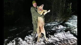 Охота на волков. Ленинградская область 08.02.20г.