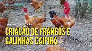 CRIAÇÃO DE FRANGOS E GALINHAS CAIPIRA #criaçãodegalinhas