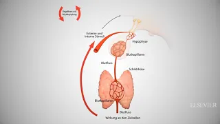 Film Schilddrüsenhormone