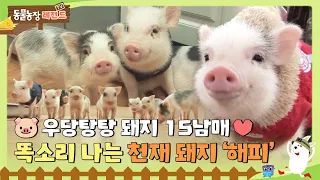 [TV 동물농장 레전드] 🐷우당탕탕 돼지 15남매💛 똑소리나는 천재 돼지 ‘해피’ #TV동물농장 #AnimalFarm #SBSstory