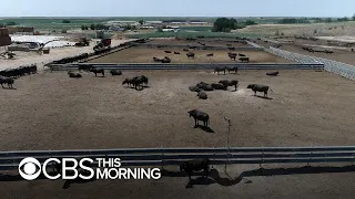 The Dish: How Snake River Farms is bringing Wagyu beef from Japan to the masses in America