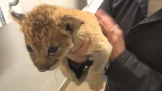 Bottle-feeding And Burping Lion Cubs