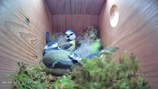 9th April 2021 - Blue tit nest box live camera highlights