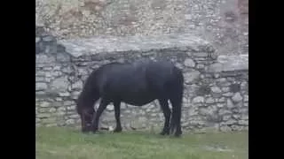 Nagyvázsony - Kinizsi Vár (A Történelem)