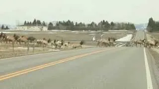 Massive herd of elk in Montana