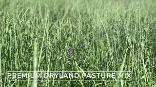 Premium Dryland Pasture Mix