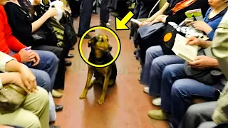 Police Dog Refused To Leave The Bus. What The Driver Did Next Will Leave You Speechless!
