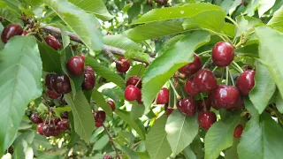 U-Pick Cherries @ Alpine Blue Farms