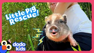 Why Is This Sweet Pig Hiding In The Woods? | Dodo Kids | Rescued!