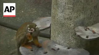 Animals feast on cicadas at the Chicagoland zoo