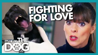 Dogs Explosively Fight Over Their Owner's Love | It's Me or The Dog