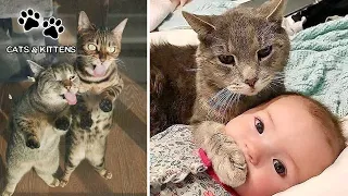 СМЕШНЫЕ КОШКИ И КОТЫ 2021 ПРИКОЛЫ С КОТАМИ И КОШКАМИ Funny Cats