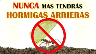 Elimina Para Siempre a las HORMIGAS ARRIERAS / Insecticida Organico / Agricultura Ecologica / Huerto