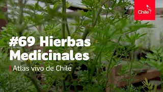 #69 Hierbas medicinales - Atlas Vivo de Chile