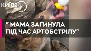 Українські військові врятували дикого кабанчика і назвали "Донбасиком"