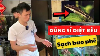 "DŨNG SĨ" diệt rêu của bể cá thủy sinh | Nguyễn Du aqua