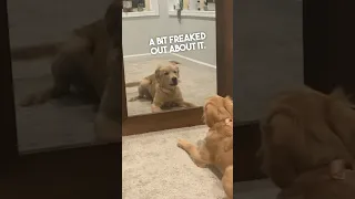 This dog had hilarious reaction to its own reflection 😂
