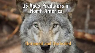 15 Apex Predators in North America - Untamed and Unrivaled