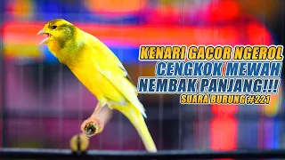 SUARA BURUNG |221| Kenari GACOR PANJANG INI Cocok untuk Masteran KENARI PAUD dan Kenari Macet BUNYI