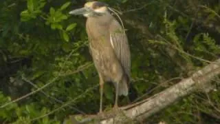 Yellow-crowned Night-Heron calling, High Island, Texas